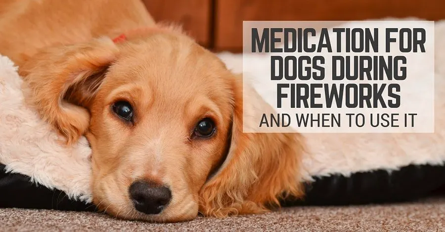 Medication for dogs during fireworks