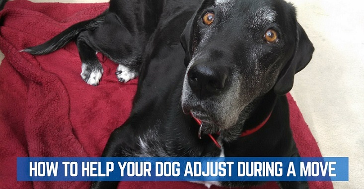 Tips to help your dog adjust during a move
