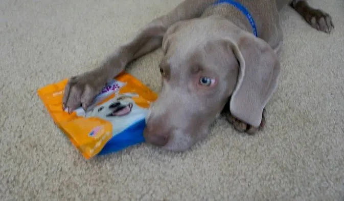 My puppy Remy with Droolers treats