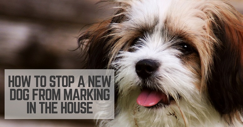 How to stop a dog from marking in the house