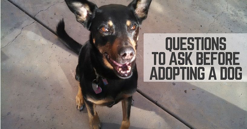 Questions before adopting a dog