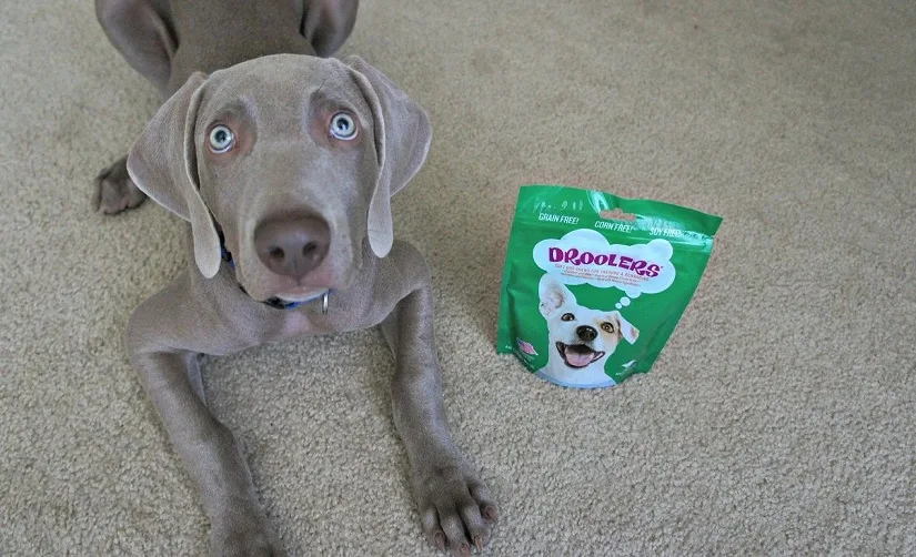 Remy with Droolers treats - Droolers treats review