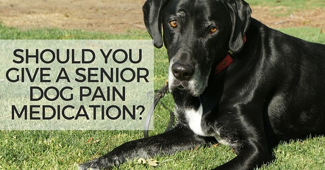 Should you give a senior dog pain medication