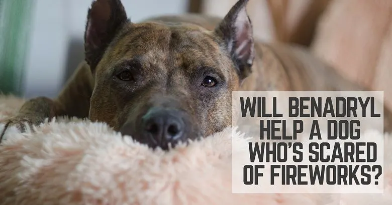 Will Benadryl help a dog during fireworks?