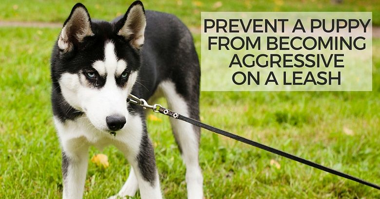 Prevent puppy from becoming aggressive on the leash