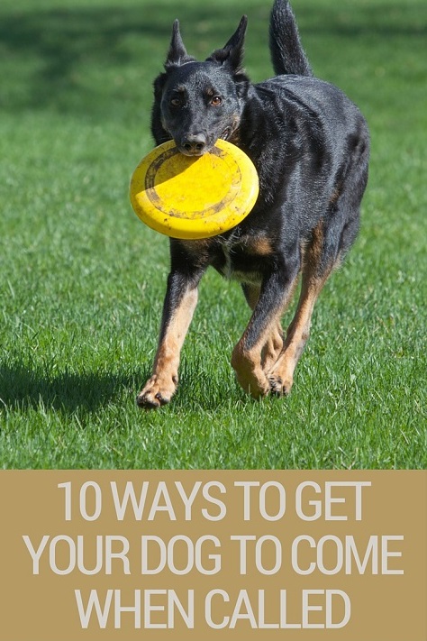10 ways to get your dog to come when called