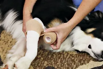How to wrap a pet's injured paw - Online pet first aid course
