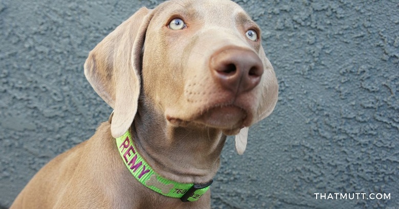 Remy the weimaraner puppy in his collar from dogIDs