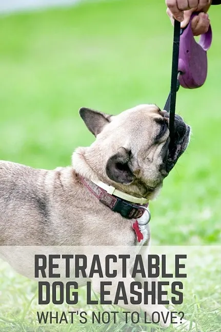 Retractable dog leashes - what's not to love