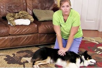 Pet First Aid Course online