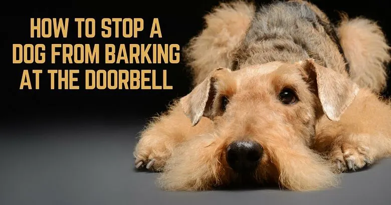 Teach your dog not to bark at the doorbell
