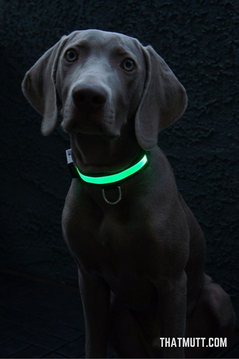 USB rechargeable LED dog collars - Remy