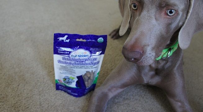Remy with Fruit Nibblers treats for dog training