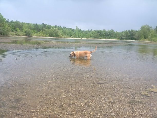 Does your dog like to swim