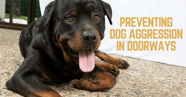 How to prevent dog aggression in doorways