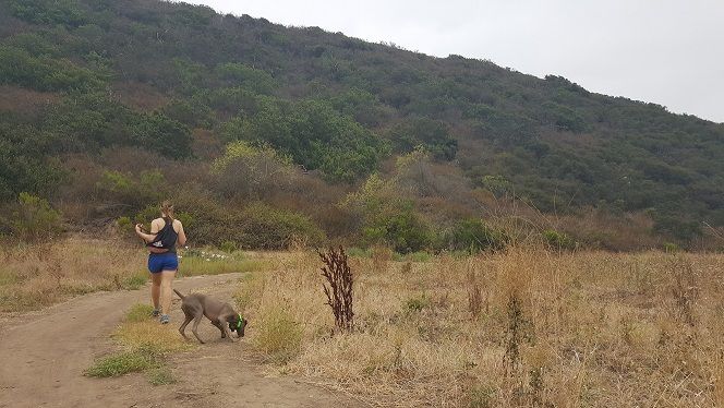 When can you start running with your dog?