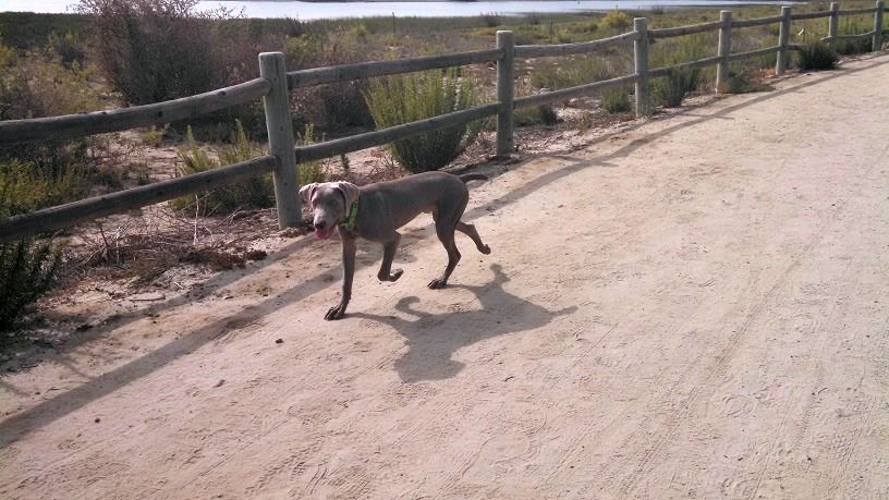 Hiking with my weimaraner off leash