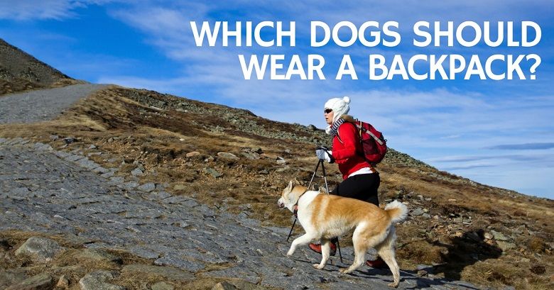 Which dogs can benefit from dog backpacks