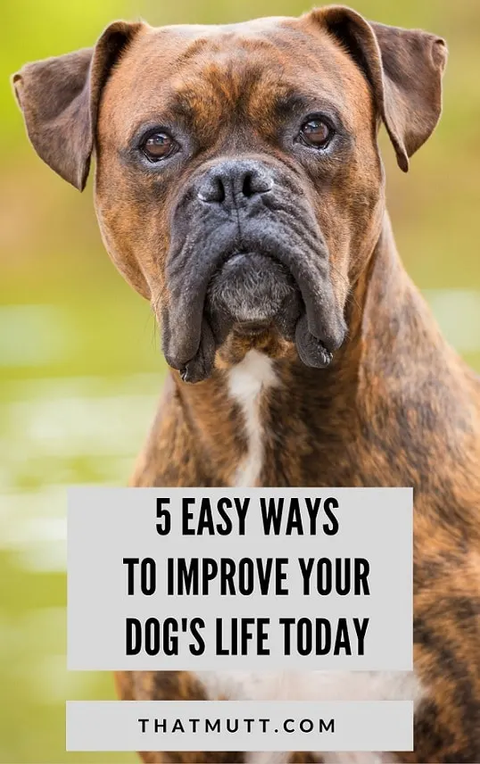 5 easy ways to improve your dog's life today