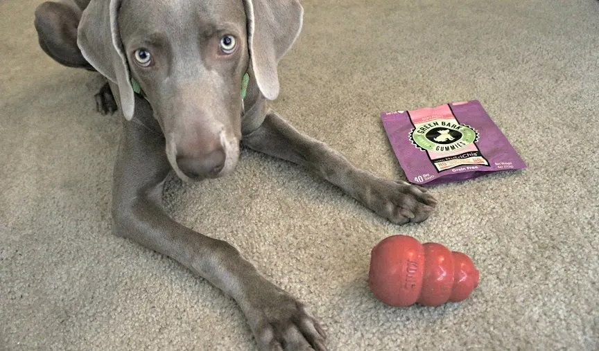 My dog Remy with his Kong and Green Bark Gummies treats