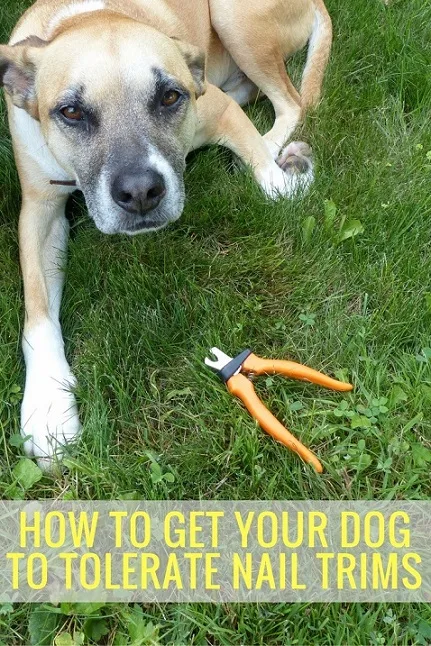How to get a dog to tolerate nail trims