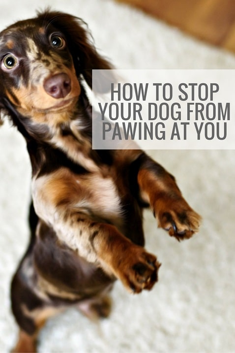How to stop my dog from pawing at me
