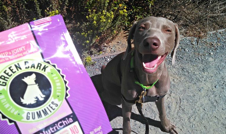 Remy with his Green Bark Gummies treats