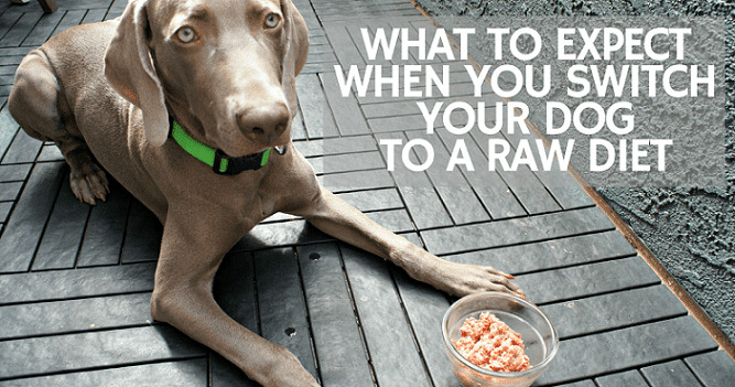 Switching your dog to a raw diet - what to expect