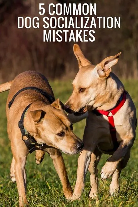 5 common dog socialization mistakes and how to avoid them #dogtraining #mutts #labmix #puppytraining