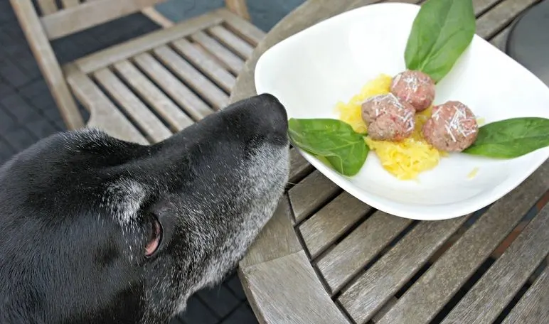 My dog Ace about to enjoy spaghetti squash and raw meatballs