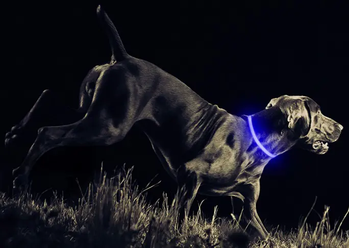 Blue LED USB rechargeable dog collar from Petabunga