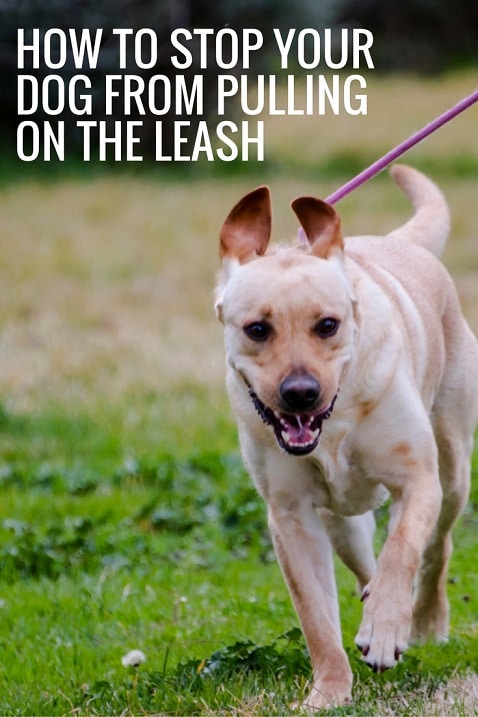 How to stop your dog from pulling on the leash