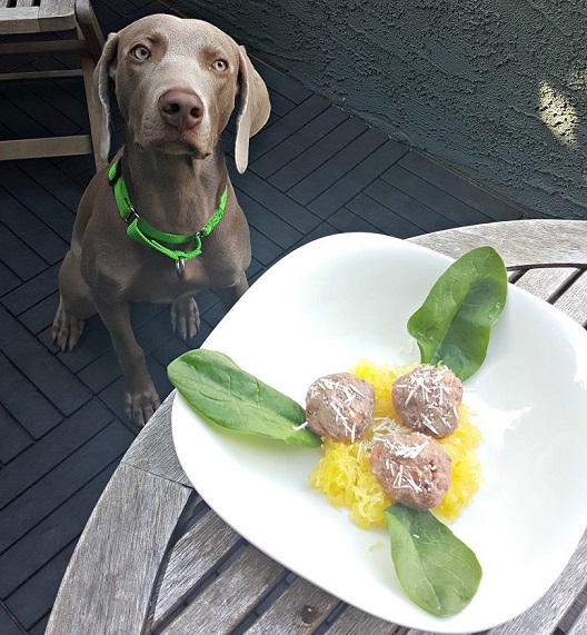 Remy about to enjoy spaghetti squash and raw meatballs