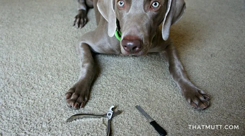 MIU PET dog nail clipper review