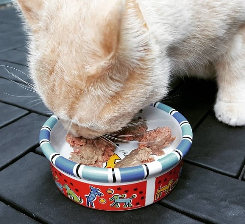 Beamer enjoying Balanced Blends raw cat food