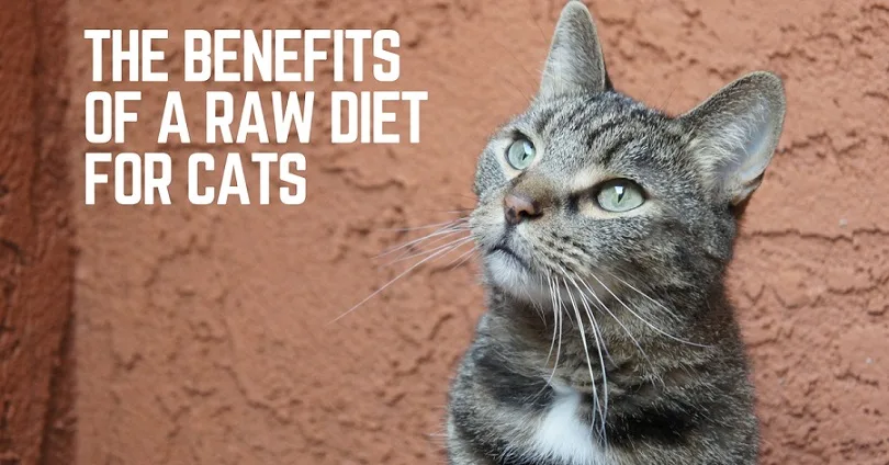 Benefits of a raw diet for cats