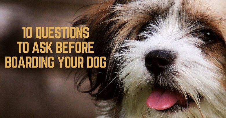10-questions-to-ask-before-boarding-your-dog-compressor