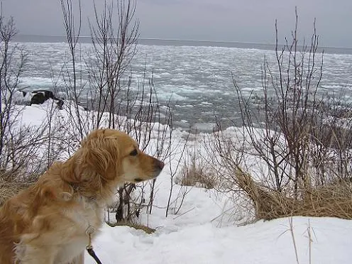 Elsie the golden retriever outside in the snow by Lake Superior