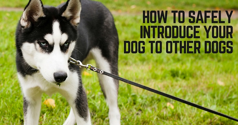 How to introduce your dog to other dogs