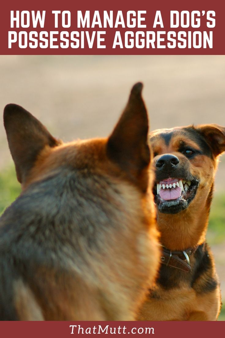How to stop a dog's possessiveness