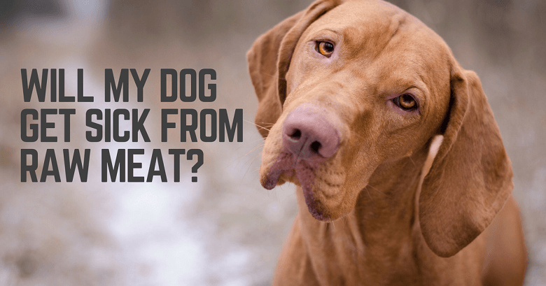 Vizsla dog picture: Will my dog get sick from raw meat? 