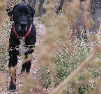 Ace the black lab mix hiding in tall grass on a trail