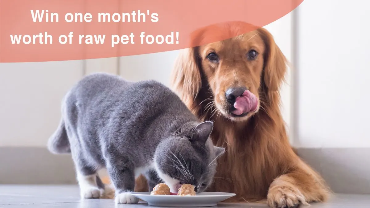 Raw food for dogs and cats