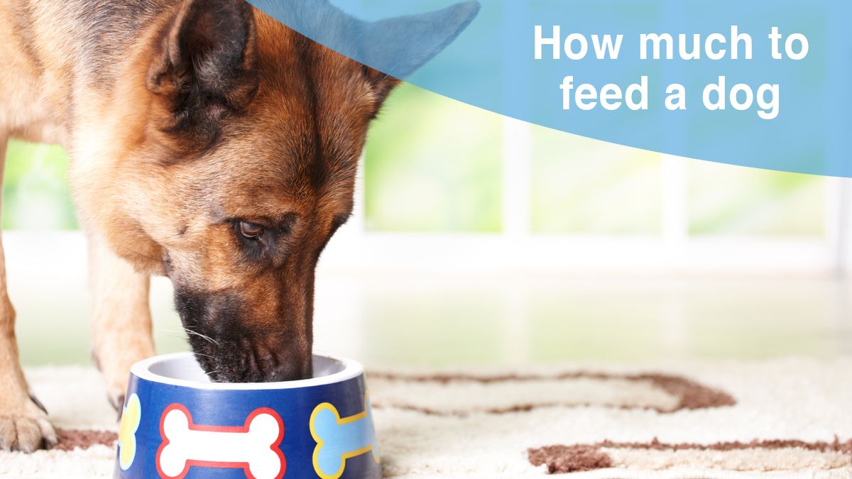 How to feed a dog