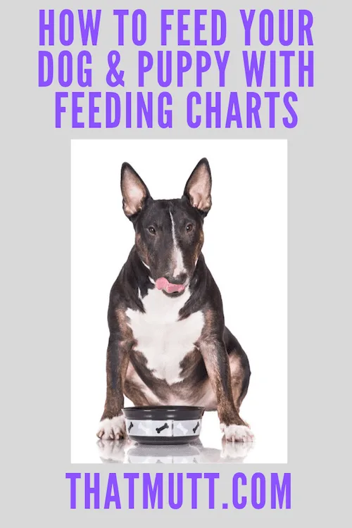 how to feed your dog