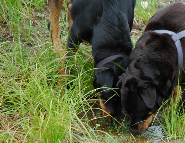 Vaccinations and adult dogs - Rottweilers sniffing in a field
