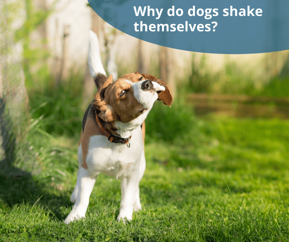 dog body shake