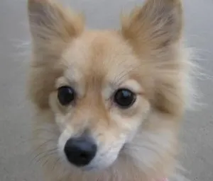 Elli the Pom mix needs lots of exercise!