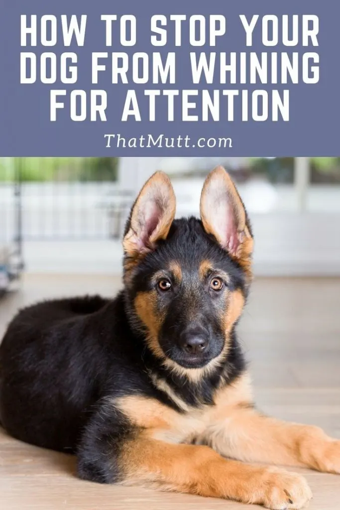 Stop a dog from crying for attention - German shepherd puppy