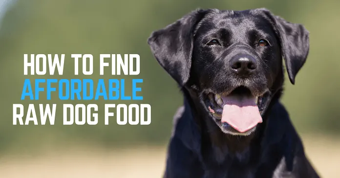 How to find affordable raw dog food